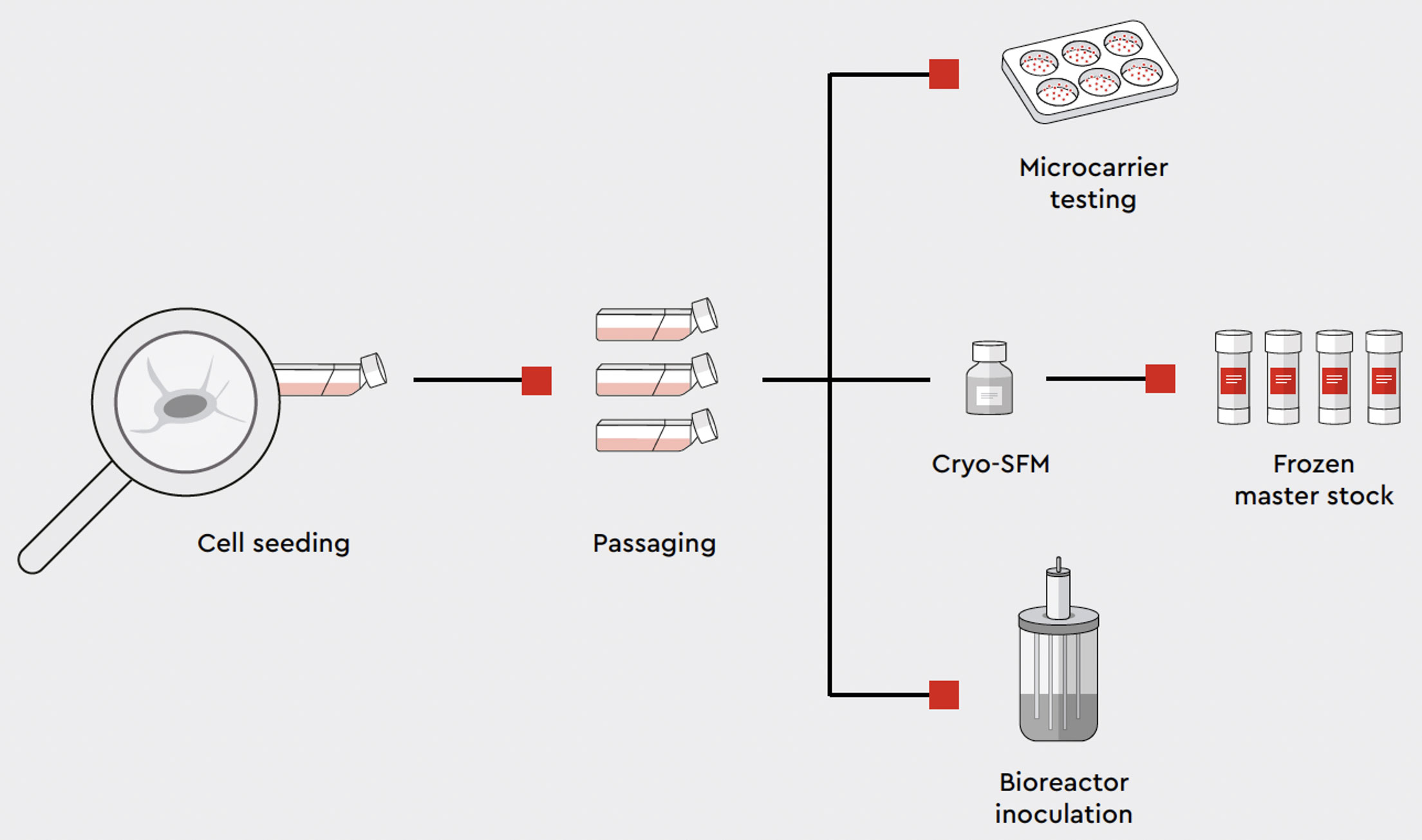 Panoramica del flusso di lavoro dell'espansione delle cellule staminali, dello stoccaggio, dei test e dell'inoculazione in bioreattore